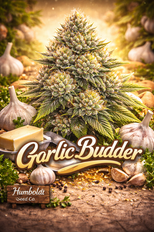 Hyper-realistic Garlic Budder Feminised Seeds artwork by Humboldt Seed Co., featuring a dense frosty cannabis plant surrounded by garlic bulbs, butter, herbs, and warm golden lighting, with bold golden strain name typography.