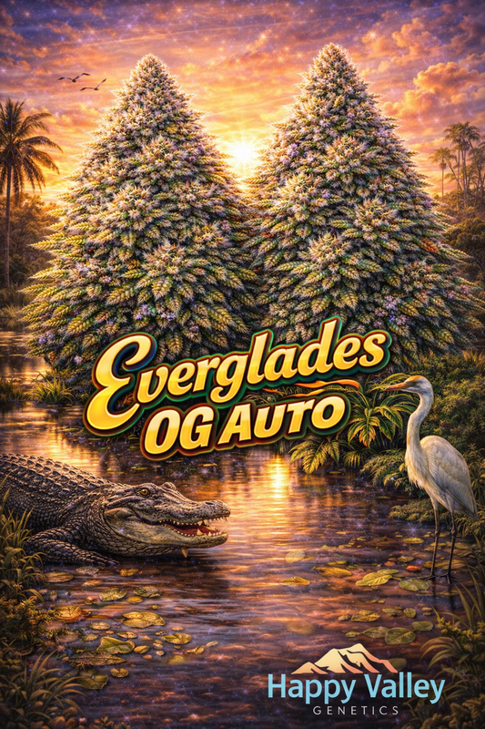 Hyper-realistic promotional artwork for Everglades OG Auto Feminised Seeds by Happy Valley Genetics, featuring two dense frosty cannabis plants set in a sunlit Everglades wetland, with an alligator resting in the foreground, an egret standing near the water’s edge, and a vivid orange-and-purple sunset sky, bold strain text, and the Happy Valley Genetics logo at the bottom.