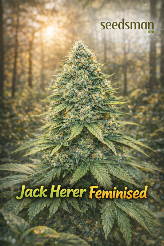 Jack Herer Feminised cannabis plant promotional artwork with dense frosty buds, warm sunlit forest background, Seedsman logo, and bold strain name at the bottom