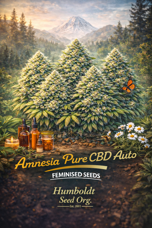 A realistic Amnesia Pure CBD Auto cannabis plant cluster set in a mountain forest scene with CBD oil bottles, flowers, and a butterfly, with the strain name and Humboldt Seed Org. logo visible.