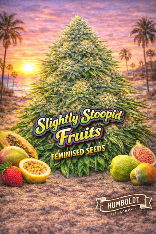 slightly stoopid fruits feminised seeds image — hyper-realistic frosty cannabis plant with long green blades and pale yellow-orange pistils, tropical sunset beach background, assorted ripe fruits including strawberry, passionfruit, fig, papaya and guava arranged around the foreground, bold colourful strain name text, humboldt seed co logo, uk-compliant promotional artwork for laughing leaf seeds
