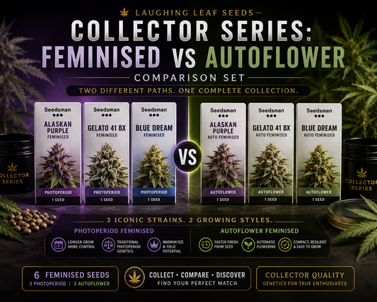 Collector Series Feminised vs Autoflower Comparison Set featuring six Seedsman cannabis seeds.