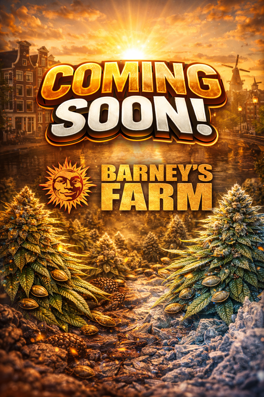 Mendo Breath Feminised Seeds – Barney's Farm – Coming Soon Placeholder Image