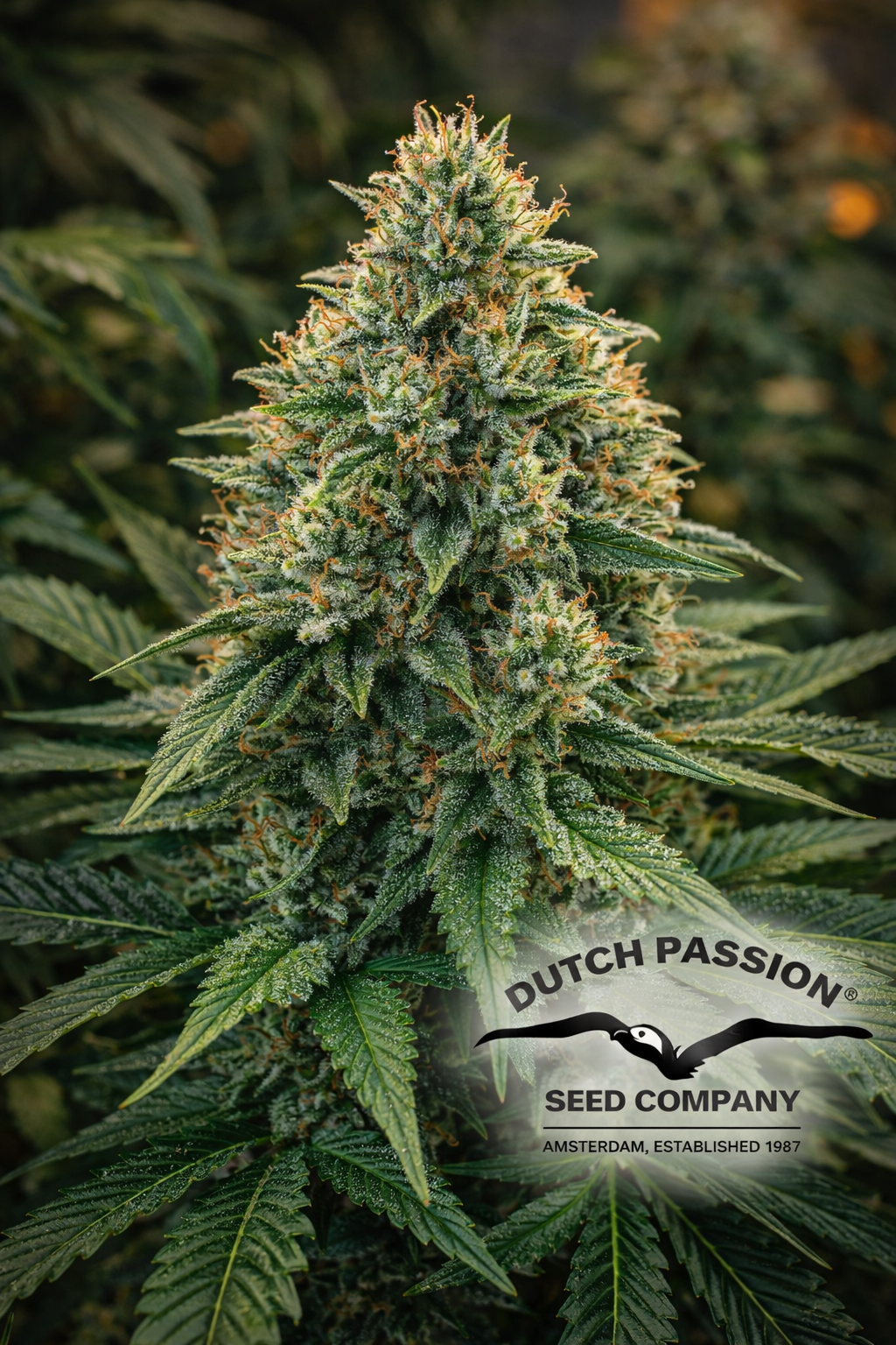Durban Poison feminised cannabis plant by Dutch Passion, shown in high detail with dense flowering structure and natural green tones, representing iconic cannabis genetics in a UK collectable seed context.