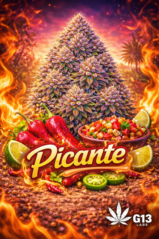 Hyper-realistic promotional artwork for Picante Feminised Seeds by G13 Labs, featuring a fiery-themed cannabis plant with frosty multicoloured buds surrounded by flames, red chilli peppers, lime slices, and a vibrant bowl of pico de gallo, with bold strain text and the G13 Labs logo at the bottom.