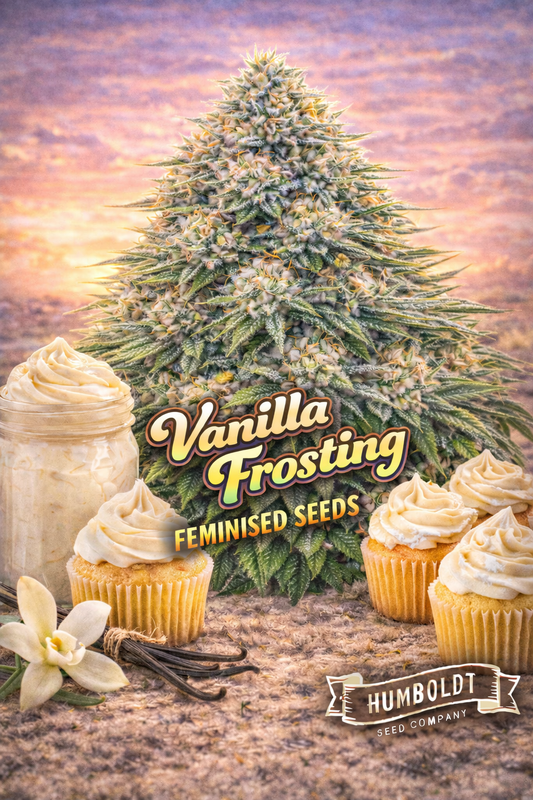 vanilla frosting feminised seeds image — hyper-realistic frosty cannabis plant with pale green and white-tinted buds, warm sunset background, vanilla-themed props including jars of vanilla frosting, cupcakes with whipped icing, vanilla bean pods and flowers, bold creamy strain name text, humboldt seed co logo, uk-compliant promotional artwork for laughing leaf seeds