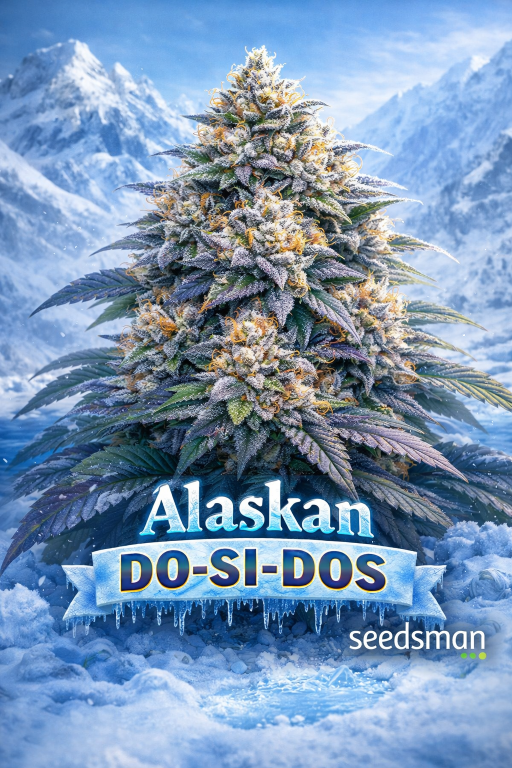 alaskan do si dos cannabis plant with frosty purple green buds, snowy alaska themed background, icy tones, seedsman logo at bottom