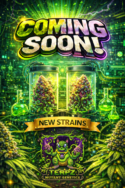 Mentha de Croco 'Fern-Type' Regular Seeds – TerpyZ Mutant Genetics – TerpyZ Mutant Genetics cannabis seeds (coming soon)