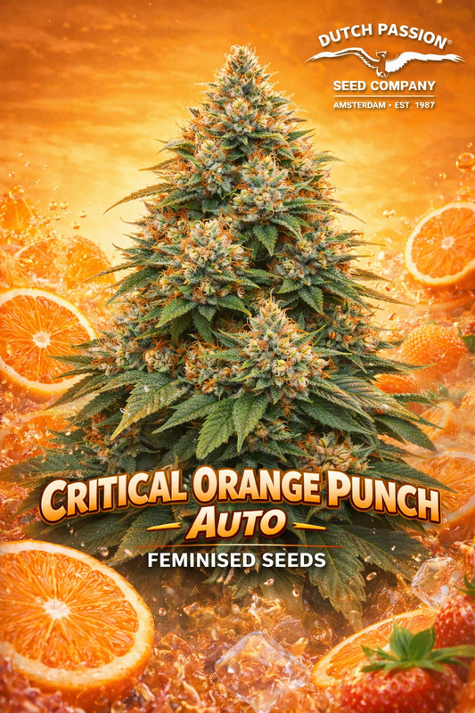 Promotional artwork for Critical Orange Punch Auto Feminised Seeds by Dutch Passion, showing a uniquely shaped cannabis plant silhouette with bright orange-tinted highlights against a vibrant citrus-themed background, with bold strain name text and the Dutch Passion breeder logo included.
