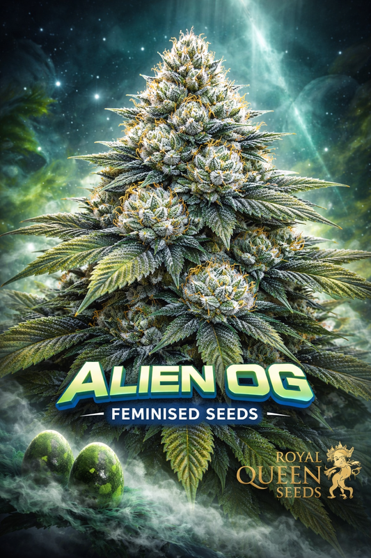 Hyper-realistic close-up of an Alien OG cannabis plant with dense frosty buds and bright orange pistils, set against a cosmic green-blue nebula background. Bold “Alien OG Feminised Seeds” text appears at the bottom with the Royal Queen Seeds logo, alongside subtle glowing alien eggs resting in mist.