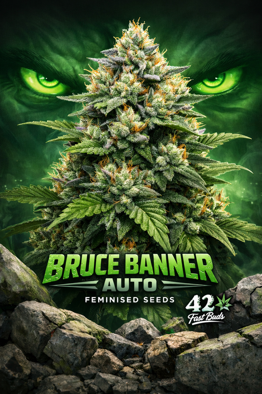 Bruce Banner Auto cannabis artwork with a dense multi-cola plant in the foreground, glowing angry green Hulk-style eyes in the background, cracked metallic green strain name text at the bottom, Fast Buds logo on the right, rocky rubble base and dark green haze background.