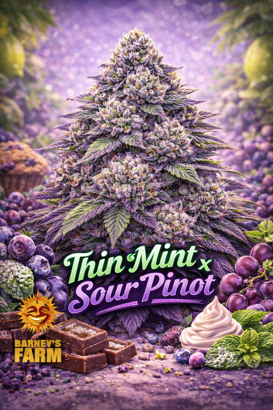 High-definition promotional image of a Thin Mint x Sour Pinot Auto cannabis plant with dense, frosty buds featuring green, purple and mint-tinted tones. The plant has a broad, layered structure with heavy trichome coverage and bright orange pistils. The background is a soft purple gradient with dessert-inspired elements including mint leaves, grapes, blueberries, chocolate squares and whipped cream swirls. “Thin Mint x Sour Pinot” appears clearly at the bottom in bold green and purple lettering, with the Ba