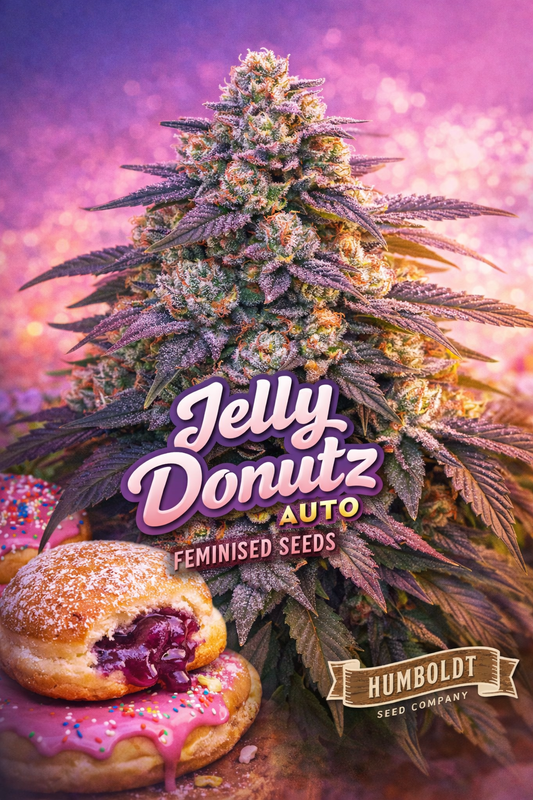 jelly donutz auto feminised seeds image — hyper-realistic frosty cannabis plant with dense purple-green buds, jelly donut props with icing and sprinkles, soft pink–purple gradient background, bold strain name text, humboldt seed co logo, professional uk-compliant promotional artwork for laughing leaf seeds