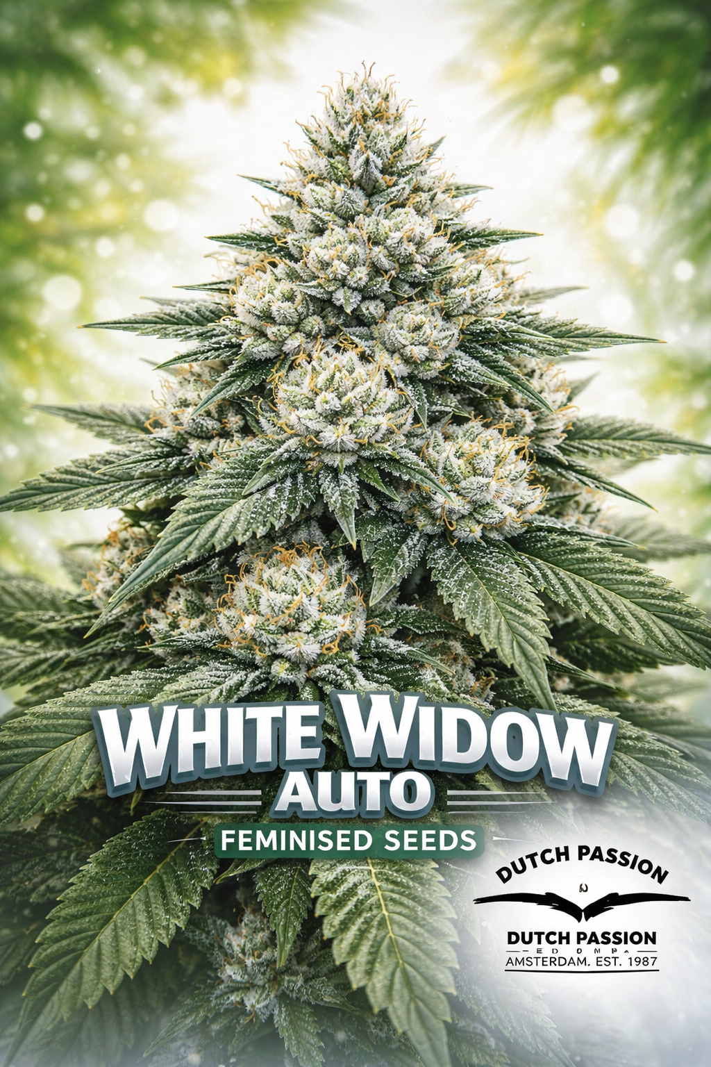 Hyper-realistic close-up of a frosty White Widow Auto cannabis plant with thick snowy trichomes and bright green leaves, set against a cool white–silver gradient background. Bold “White Widow Auto Feminised Seeds” text appears at the bottom with the Dutch Passion logo beside it.