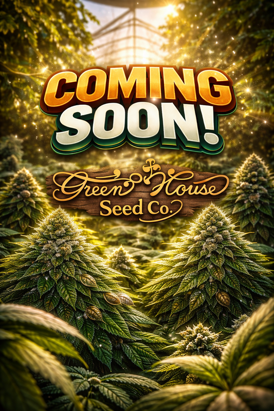 Exodus Cheese Auto Feminised Seeds – Greenhouse Seed Co. – Coming Soon Placeholder Image
