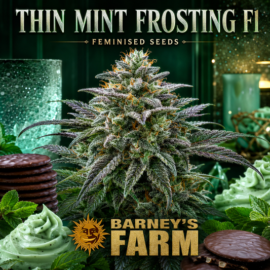 Promotional graphic for Barney's Farm Thin Mint Frosting F1 feminised seeds, featuring a large, heavily frosty cannabis bud in the center, surrounded by mint green frosting swirls, chocolate cookies, and green candles under the text 'THIN MINT FROSTING F1' and 'BARNEY'S FARM'.