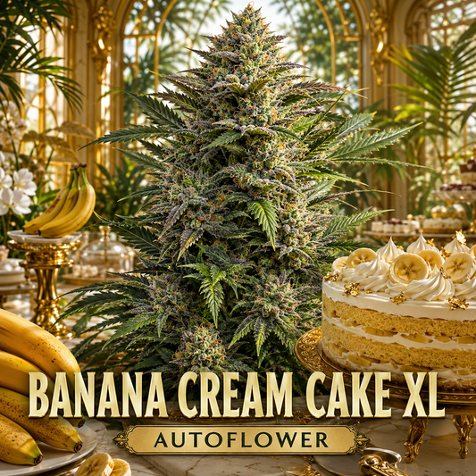 A large, detailed cannabis plant with dense buds stands in an ornate golden room, flanked by a banana cream cake and bananas. Bold text at the bottom reads 'BANANA CREAM CAKE XL' and 'AUTOFLOWER'.