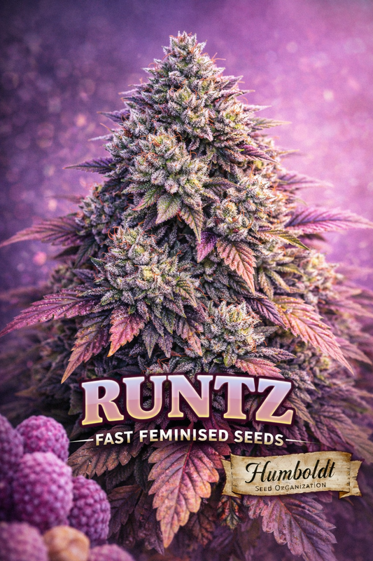 Hyper-realistic Runtz FAST cannabis plant artwork with colourful frosty buds and rich green-purple leaves, soft candy-inspired haze background, bold strain name ‘Runtz FAST Feminised Seeds’ and Humboldt Seed Organization logo at bottom.
