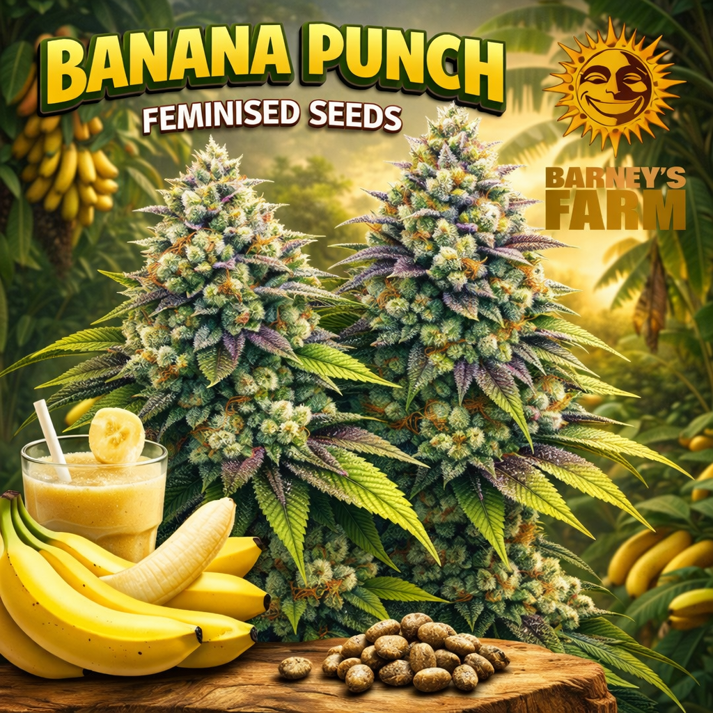 Banana Punch Feminised Seeds by Barney’s Farm — high-detail cannabis plant artwork with frosty multicoloured buds, tropical banana-tree background, fresh bananas and smoothie elements, branded promotional image for UK seed collectors