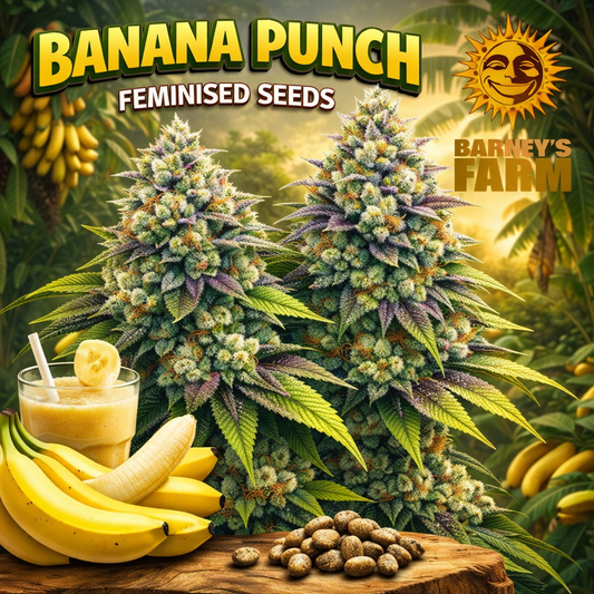 Banana Punch Feminised Seeds by Barney’s Farm — high-detail cannabis plant artwork with frosty multicoloured buds, tropical banana-tree background, fresh bananas and smoothie elements, branded promotional image for UK seed collectors