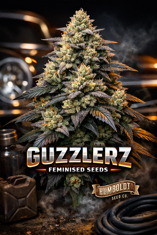 Guzzlerz Feminised Seeds by Humboldt Seed Co – hyper-realistic frosty cannabis plant with dense green-and-purple buds, heavy trichomes and orange pistils, set against a dark automotive-themed background with subtle smoke; bold metallic GUZZLERZ text centred at the bottom with the Humboldt Seed Co logo beneath it