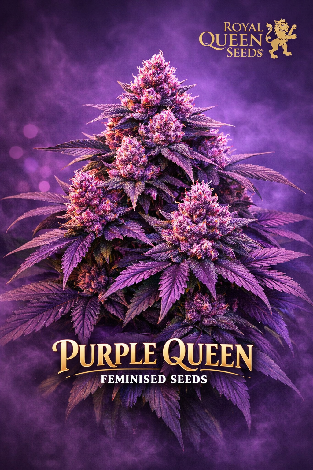 purple queen feminised cannabis plant with dense purple buds, frosty trichomes, deep violet leaves and royal-themed purple haze background with royal queen seeds logo