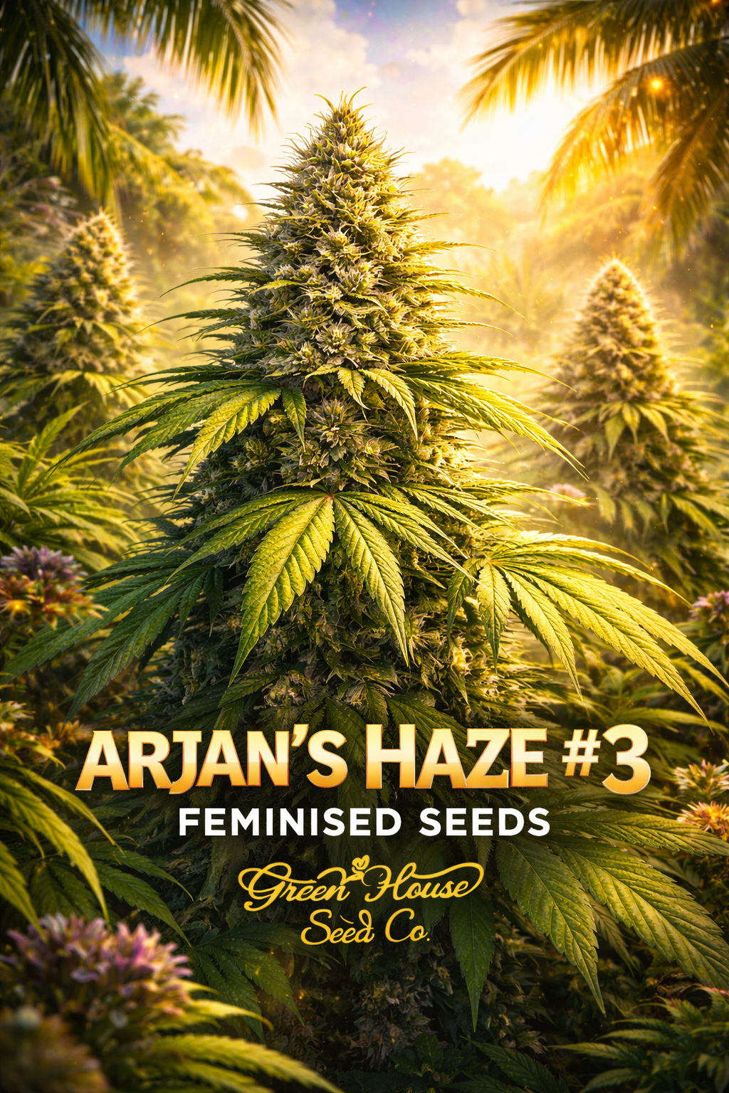 Portrait image of Arjan’s Haze #3 feminised cannabis plants in a bright tropical setting, with tall sativa-style colas, sunlit haze atmosphere, centred bottom text, and Green House Seed Co. logo