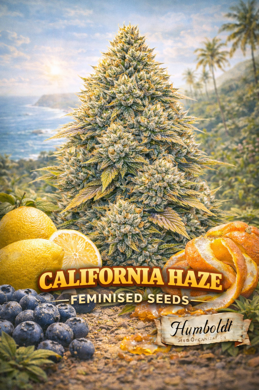 “Hyper-realistic California Haze cannabis plant artwork with frosty green-orange buds, sunlit California coastal background, lemons, orange peel and blueberries in the foreground, strain name ‘California Haze Feminised Seeds’ and Humboldt Seed Co. logo at bottom.