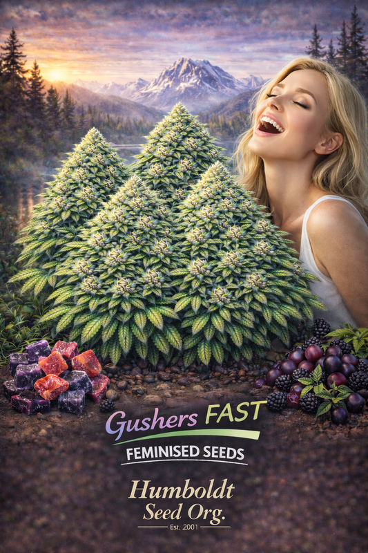 A realistic Gushers FAST cannabis plant cluster with colourful gummies and fruit, beside a blonde woman laughing with her head tilted back and mouth open, with the strain name and Humboldt Seed Org. logo visible.