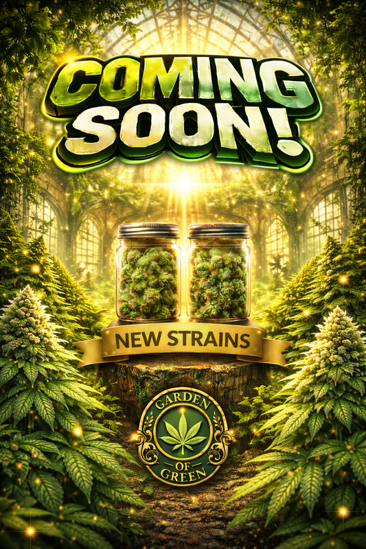 Girl Scout Cookies Feminised Seeds – Garden Of Green – Garden Of Green cannabis seeds (coming soon)