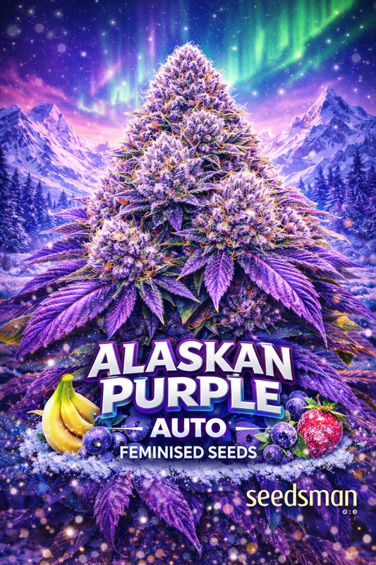Hyper-realistic promotional image of a large frosty purple Alaskan Purple cannabis bud, covered in dense trichomes and orange pistils, set against snowy Alaskan mountains and the aurora borealis. Bold “Alaskan Purple Feminised Seeds” text appears at the bottom with winter effects and the Seedsman logo.