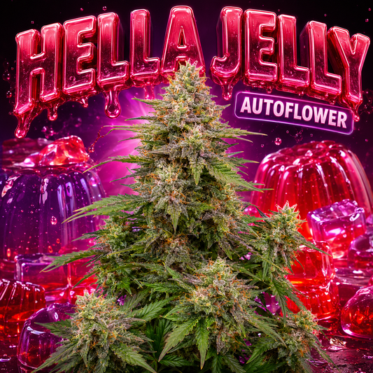 A cannabis plant centered against a glossy pink and purple background with large metallic text reading 'HELLA JELLY' and a badge reading 'AUTOFLOWER'. The plant has dense green foliage with visible trichomes and pinkish-purple hues throughout.
