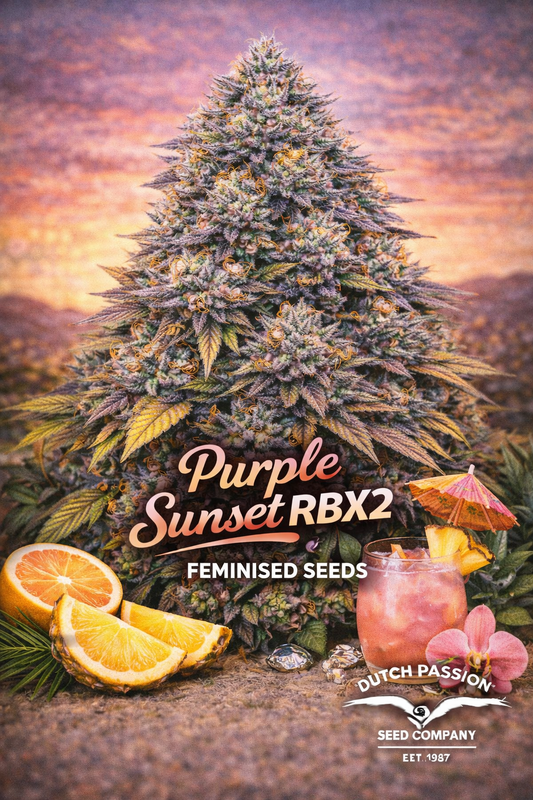 Hyper-realistic promotional artwork of Purple Sunset RBX2 cannabis plant with dense frosty buds in purple, green, and orange tones, set against a warm sunset-coloured background. Orange slices, a tropical cocktail, and an orchid flower appear subtly at the bottom. Bold gradient strain name text and breeder branding are displayed clearly.