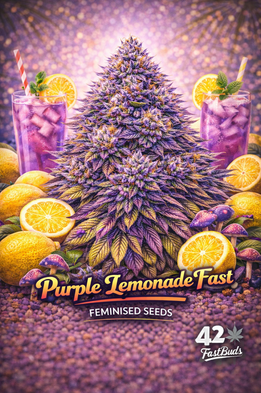 A vibrant Purple Lemonade Fast cannabis plant with frosty purple buds, surrounded by lemons and purple lemonade, with the strain name and Fast Buds logo visible.