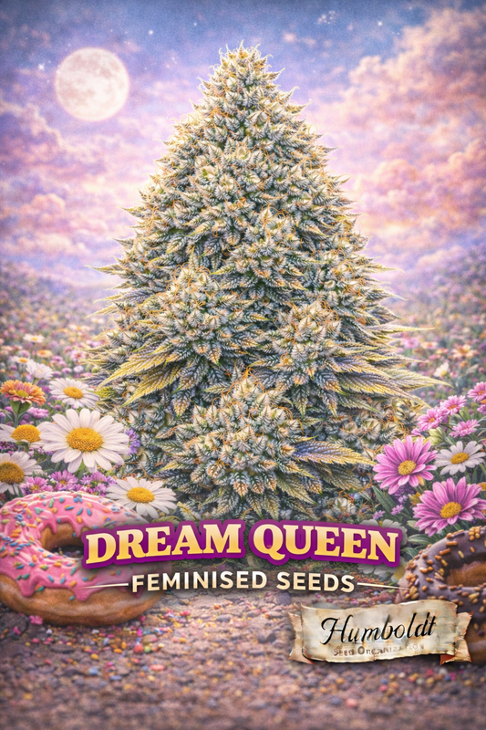 Hyper-realistic Dream Queen cannabis plant artwork with dense frosty buds, dreamy pastel sky with full moon, field of daisies and soft pink-purple flowers, donut accents in the foreground, strain name Dream Queen Feminised Seeds and Humboldt Seed Co. logo at bottom.