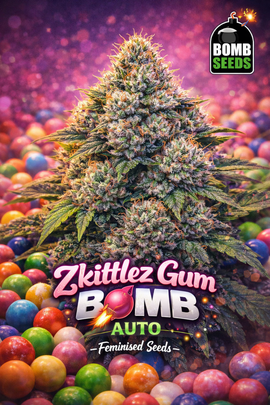 High-detail promotional artwork of Zkittlez Gum Bomb by Bomb Seeds, featuring a colourful, resin-rich cannabis plant set above a background filled with multicoloured gum balls, bold playful strain typography, and the Bomb Seeds logo. No cultivation imagery shown.