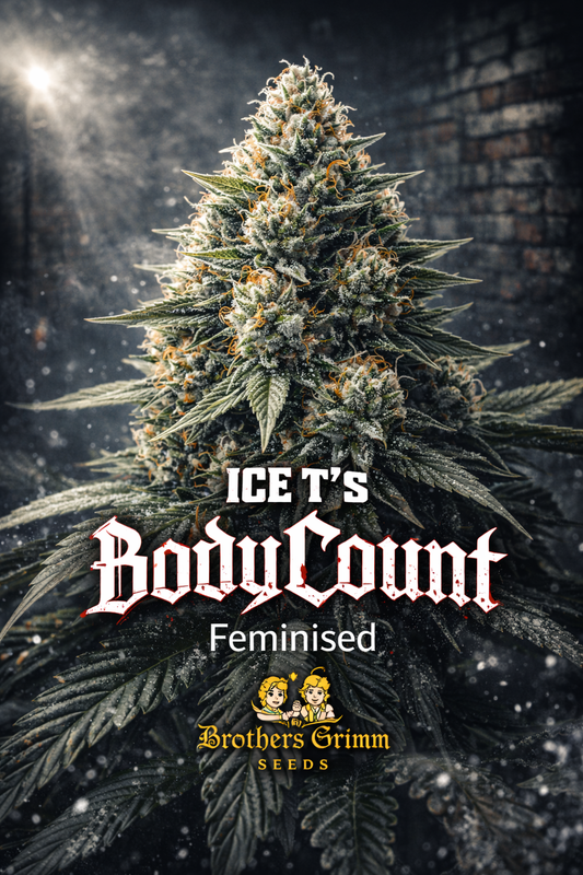 Ice T’s BodyCount feminised cannabis plant by Brothers Grimm Seeds, shown from a slightly elevated angle with dense resin-covered buds and angular structure against a dark industrial background, presented as a UK collectable seed image.
