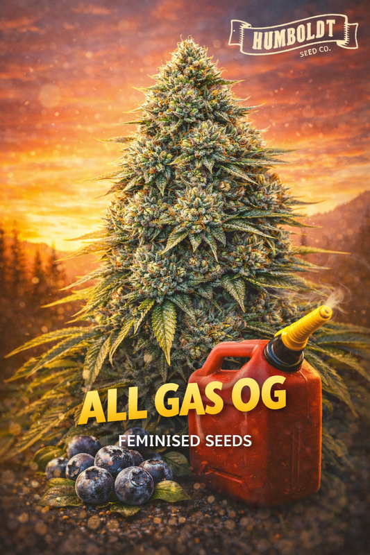 All Gas OG Feminised Seeds product image showing a dense frosty cannabis plant against a warm sunset background, with a subtle red fuel can beside the buds, blueberries at the base, the Humboldt Seed Co. logo, and bold All Gas OG strain title.