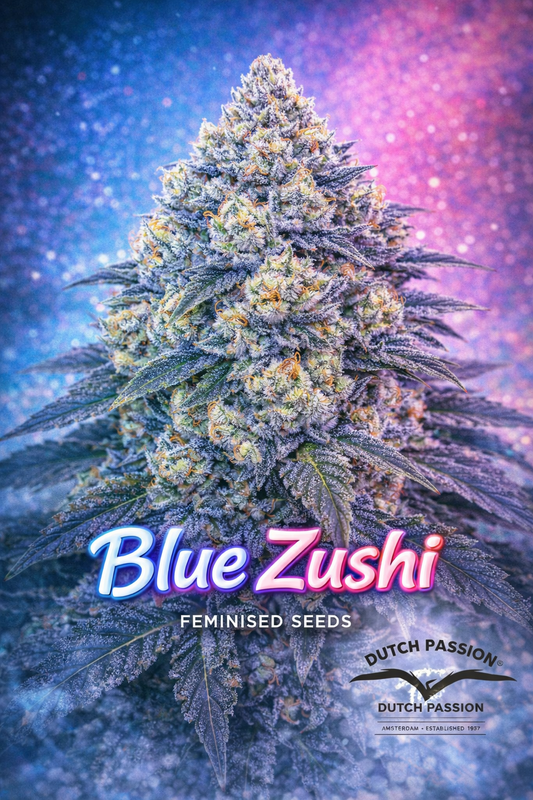 Blue Zushi cannabis plant artwork with dense, frosty buds in blue, purple, and green tones, highlighted by bright orange pistils. The plant sits against a vibrant blue-to-pink gradient background with glowing particles. Large “Blue Zushi Feminised Seeds” text appears at the bottom, with the Dutch Passion logo on the lower right.