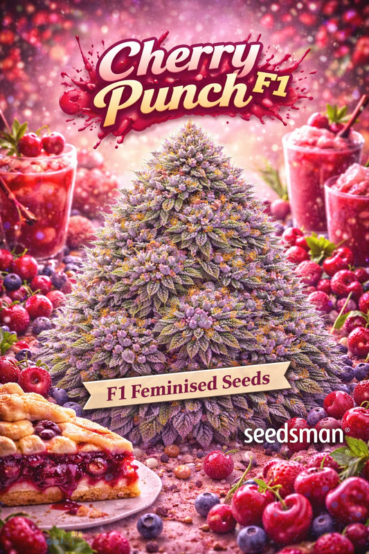 Hyper-realistic promotional artwork of “Cherry Punch F1 Feminised Seeds – Seedsman,” featuring a dense cannabis plant with purple-green buds, thick frosty trichomes, and bright orange pistils. The scene is heavily cherry-themed with cherry drinks, fresh cherries, berry clusters, and a slice of cherry pie surrounding the plant. Bold splash-style “Cherry Punch F1” text, an “F1 Feminised Seeds” banner, and the Seedsman logo are included. No grow equipment shown.