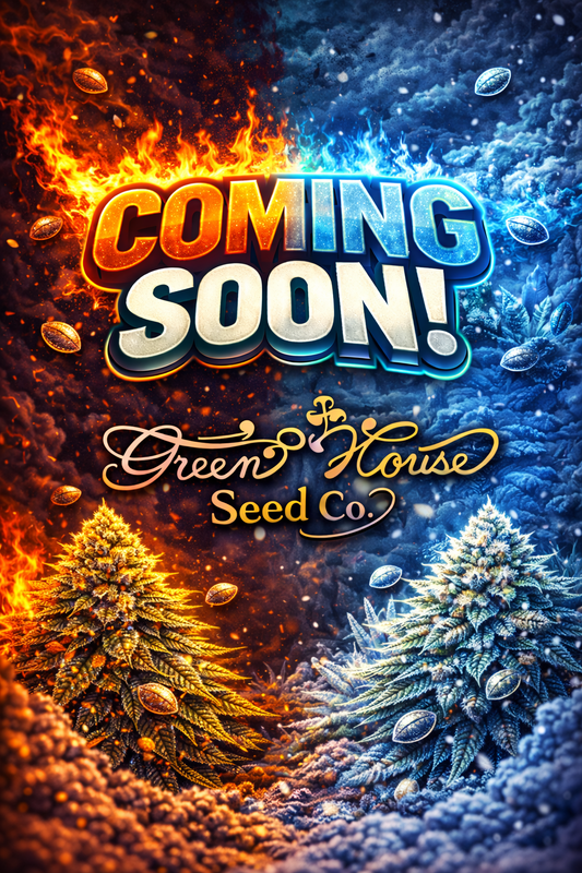 Super Lemon Haze x RS11 Feminised Seeds – Greenhouse Seed Co. – Coming Soon Placeholder Image