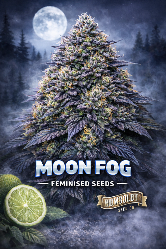 Moon Fog Feminised Seeds by Humboldt Seed Co – hyper-realistic dark purple and blue cannabis plant coated in frosty trichomes, set in a misty moonlit forest scene with a glowing full moon behind; bold MOON FOG text centred at the bottom with the Humboldt Seed Co logo underneath