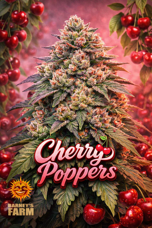 High-definition artistic depiction of a Cherry Poppers cannabis plant with bright cherry-red hues and frosty resin detail, set against a warm glowing background. Strain name “Cherry Poppers” displayed clearly at the bottom in a bold, stylised font, with the Barney’s Farm logo placed subtly on the side. Fully UK-compliant collector’s artwork with no cultivation imagery.
