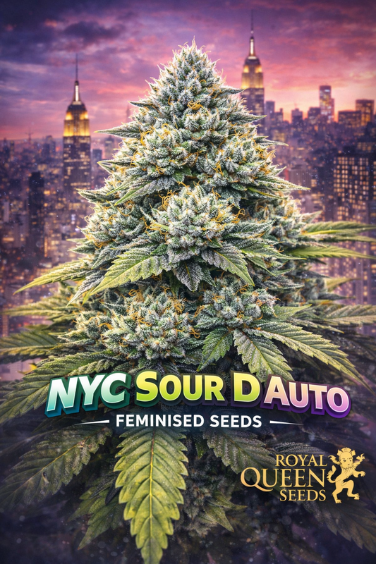 Hyper-realistic close-up of a frosty NYC Sour D Auto cannabis plant with dense green buds and bright orange pistils, set against a sunset New York City skyline featuring glowing skyscrapers. Bold “NYC Sour D Auto Feminised Seeds” text appears at the bottom with the Royal Queen Seeds logo.