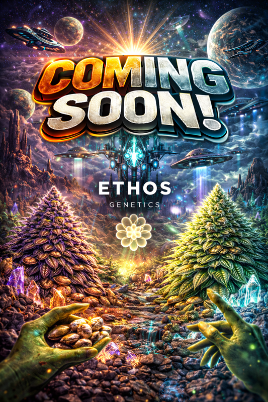 Pina RBX2 Auto Feminised – Ethos Genetics – Ethos Genetics cannabis seeds (coming soon)