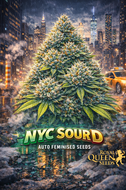 NYC Sour D Auto Feminised Seeds – Royal Queen Seeds — hyper-realistic cannabis plant with dense frosty buds and vivid orange pistils, set in a dramatic New York cityscape at sunset with skyscrapers, street steam, and glowing yellow-green energy accents; bold NYC Sour D text at the bottom with the Royal Queen Seeds gold lion logo; no repeated props or cultivation imagery.