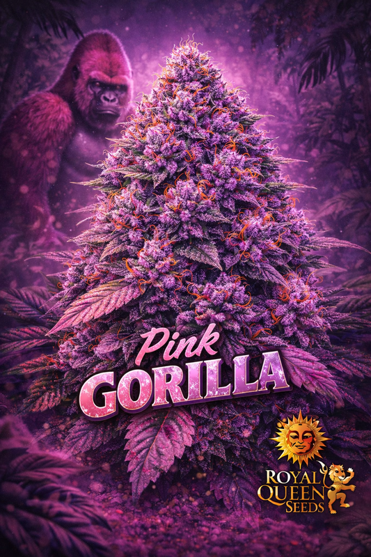 Hyper-realistic promotional artwork of “Pink Gorilla Feminised Seeds – Royal Queen Seeds,” featuring a dense cannabis plant with vibrant pink and purple buds, frosty trichomes, bright orange pistils, a misty purple jungle background, a subtle pink gorilla figure behind the plant, bold pink-and-purple strain name text, and the Royal Queen Seeds lion logo. No grow equipment shown.