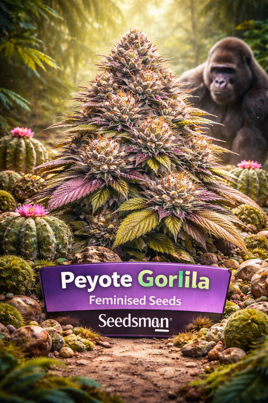 Peyote Gorilla Feminised cannabis plant by Seedsman, shown as a dense, resin-heavy hybrid with purple and green foliage and bright orange pistils, set in a jungle scene surrounded by flowering peyote cacti, rocks, moss and a silverback gorilla in the background, with a purple banner displaying the strain name and Seedsman branding.