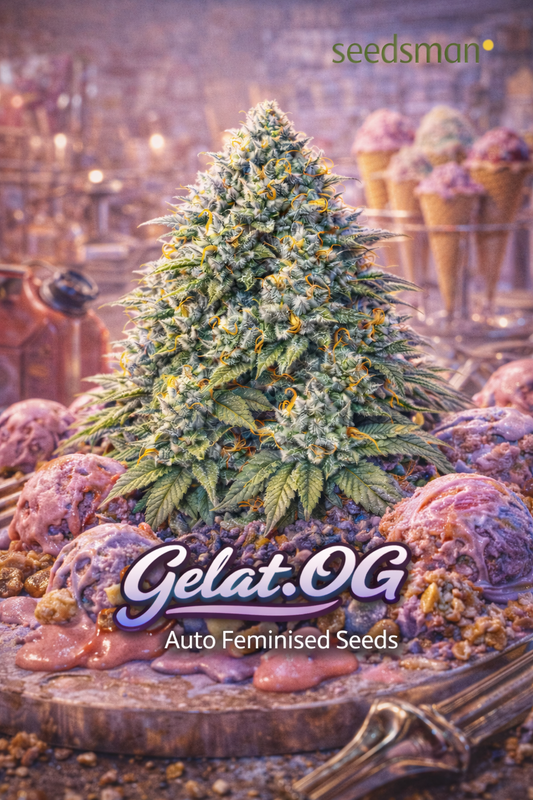 gelat.og auto feminised seeds artwork featuring a frosty cannabis plant surrounded by colourful melting gelato scoops in an ice cream parlour setting with the seedsman logo