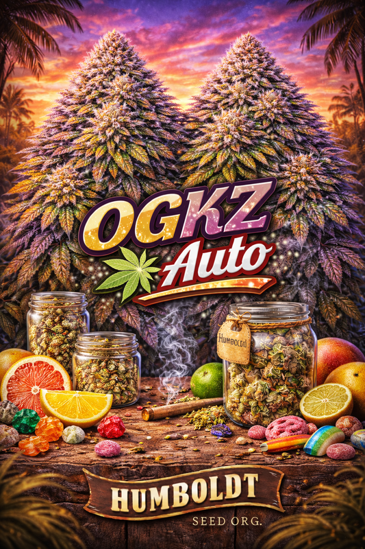 Hyper-realistic promotional artwork for OGKZ Auto Feminised Seeds by Humboldt Seed Org., featuring two large frosty cannabis plants with vibrant purple, green, and orange tones, set against a psychedelic tropical sunset. The foreground includes jars of buds, sliced citrus fruits, gummy candies, a lit blunt, bold strain text, and the Humboldt Seed Org. logo at the bottom.